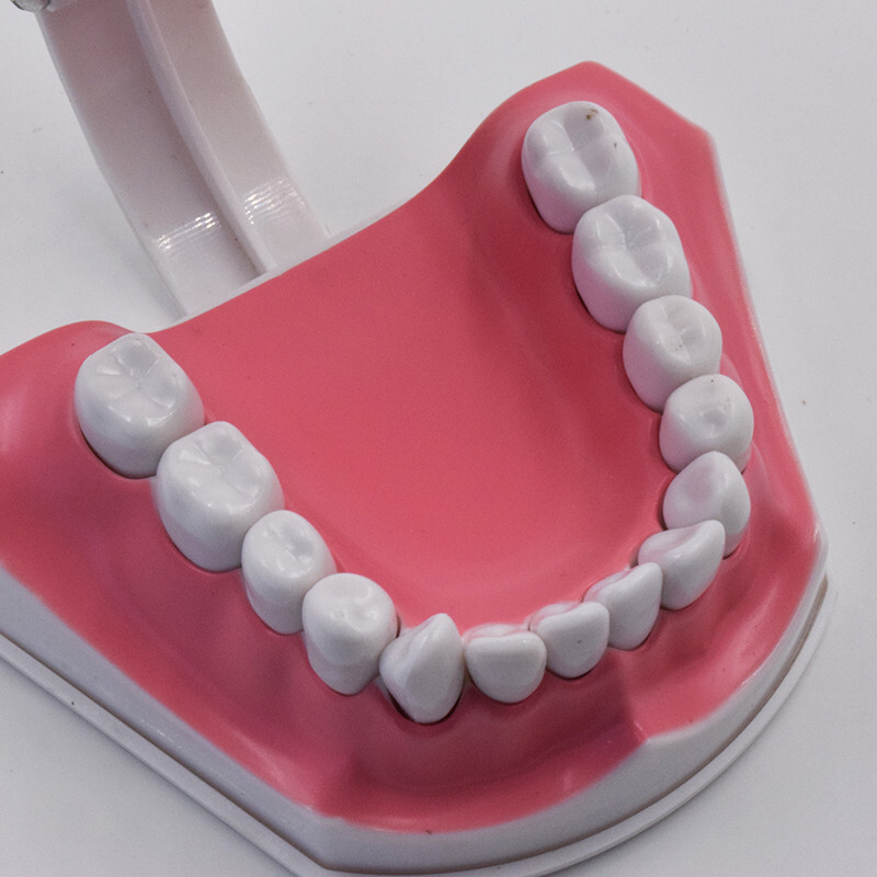 10Pcs Dental High Quality Study Teeth Model Colgate 2Times Large With Removable