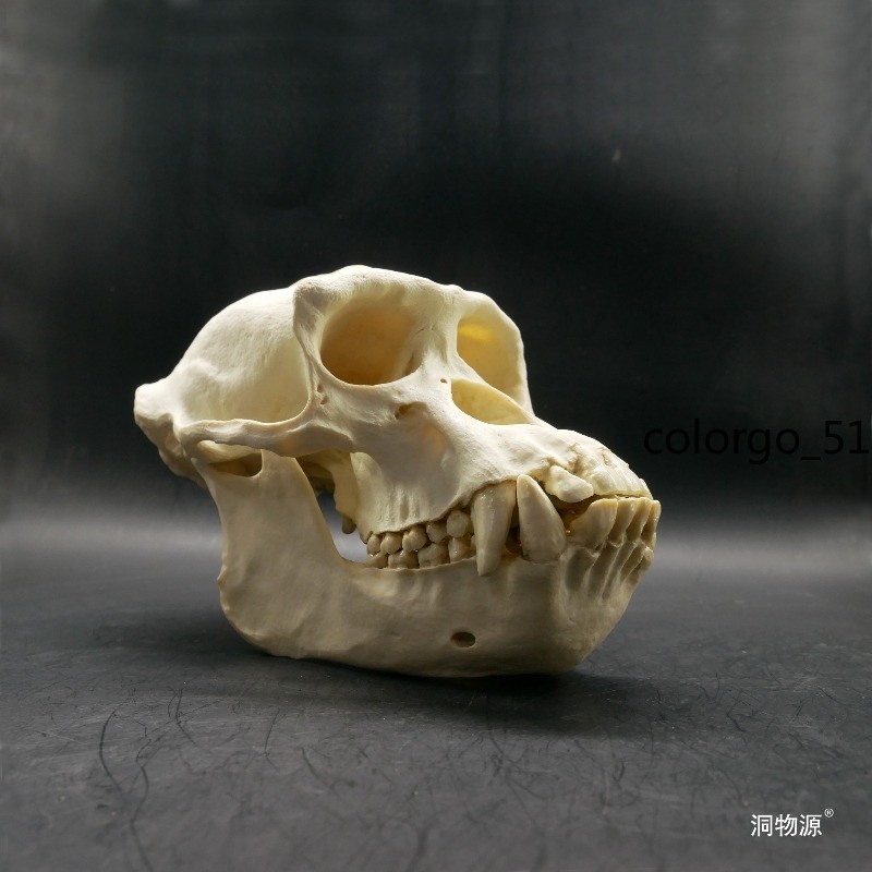 Chimpanzee Skull Teaching Model 1:1 Animals Figure Statue Collection 20CM Resin