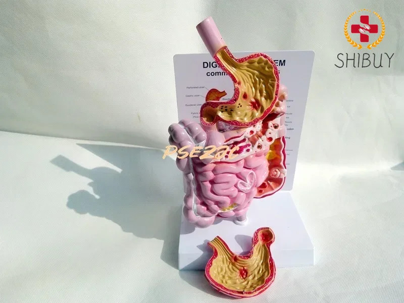 Adult Human Digestive System Large Intestine Model Duodenal Visceral Model