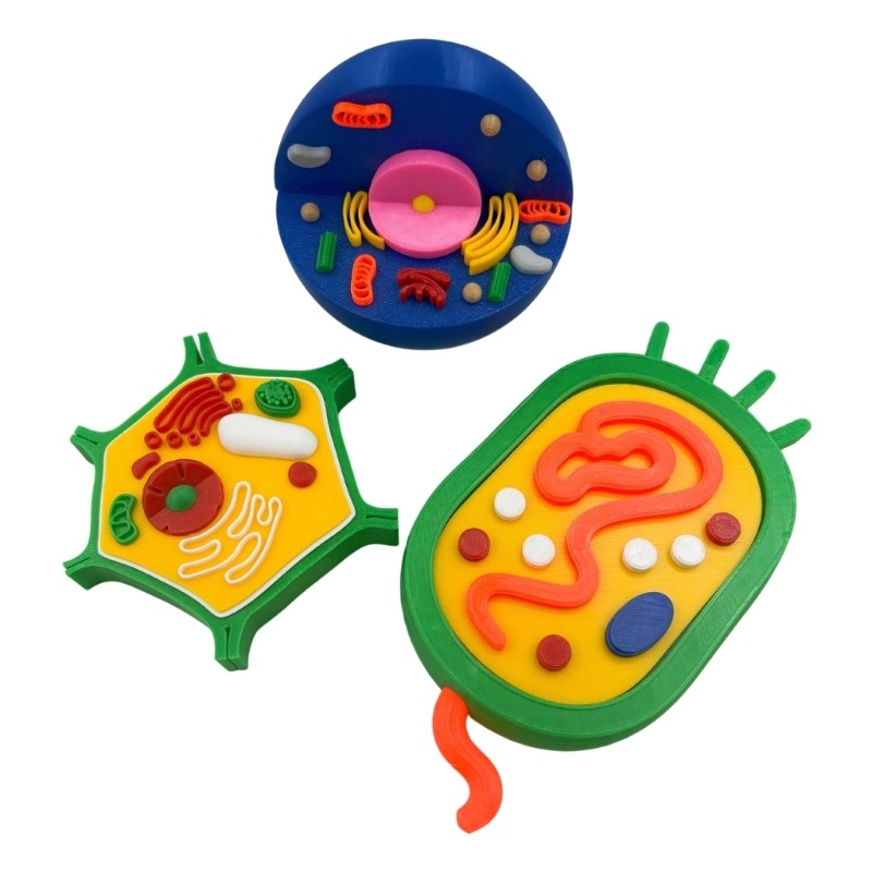 Educational Animal and Plant Cell Anatomy Model For Teaching Demonstration