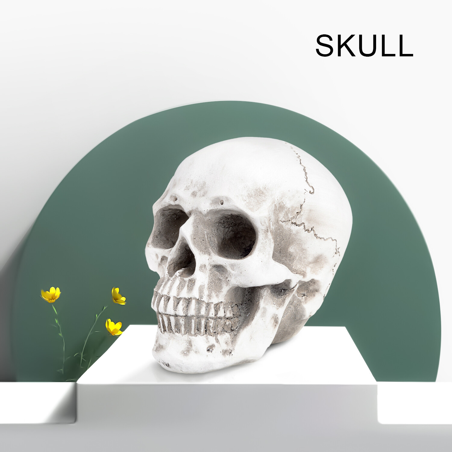 Retro Human Skull Replica Resin Anatomical Model Medical Life Size Realistic 1:1