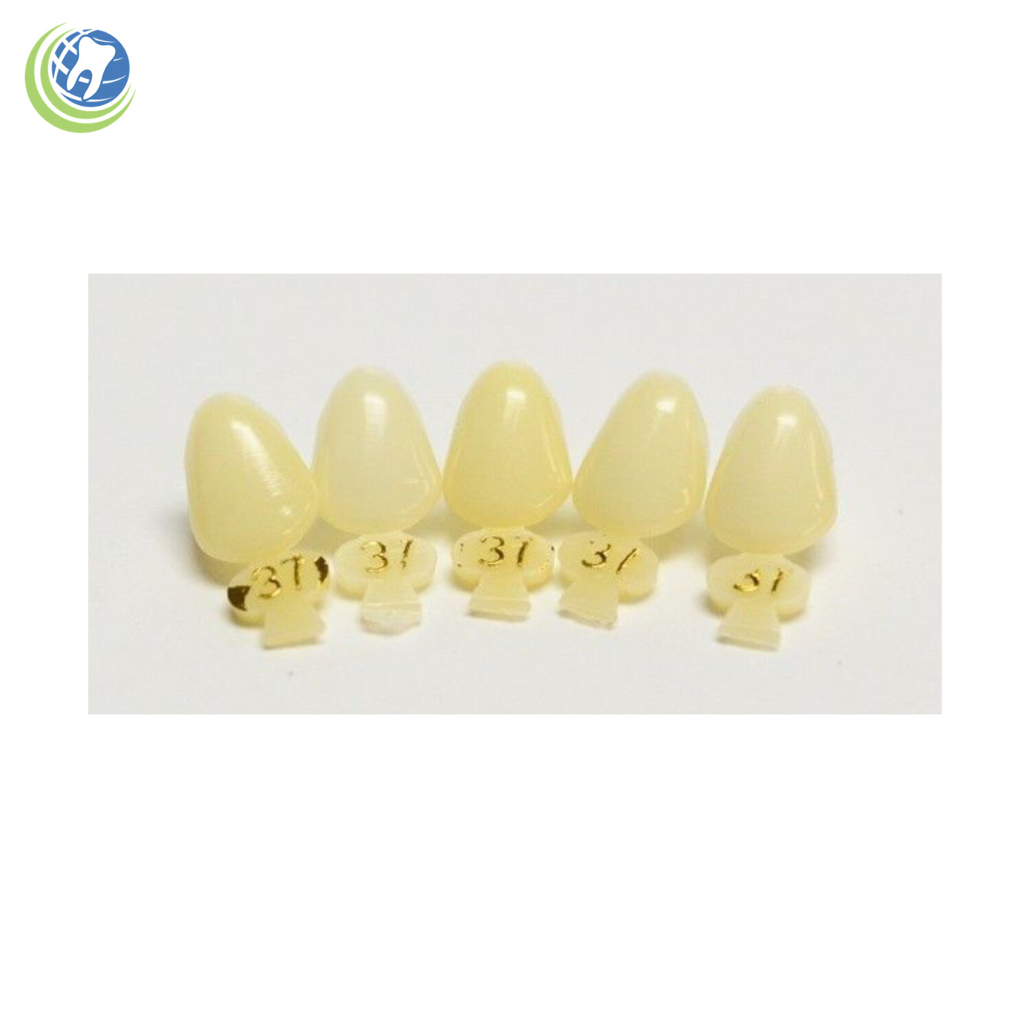 Tooth #11 & #22 Tooth Upper or Lower Left Cuspid Polycarbonate Crowns Cap Refill