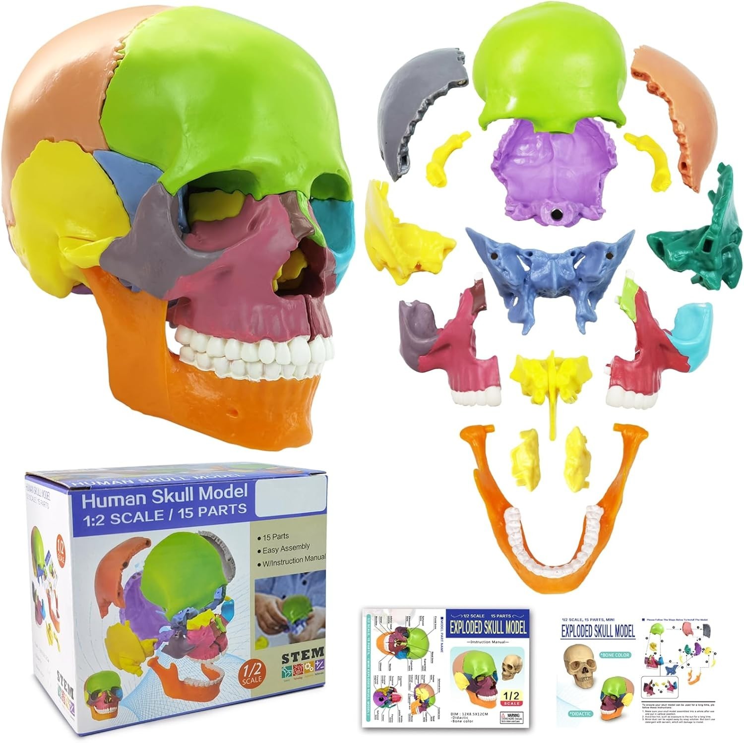 Colorful 15-Piece Human Skull Model for Educational & Medical Use