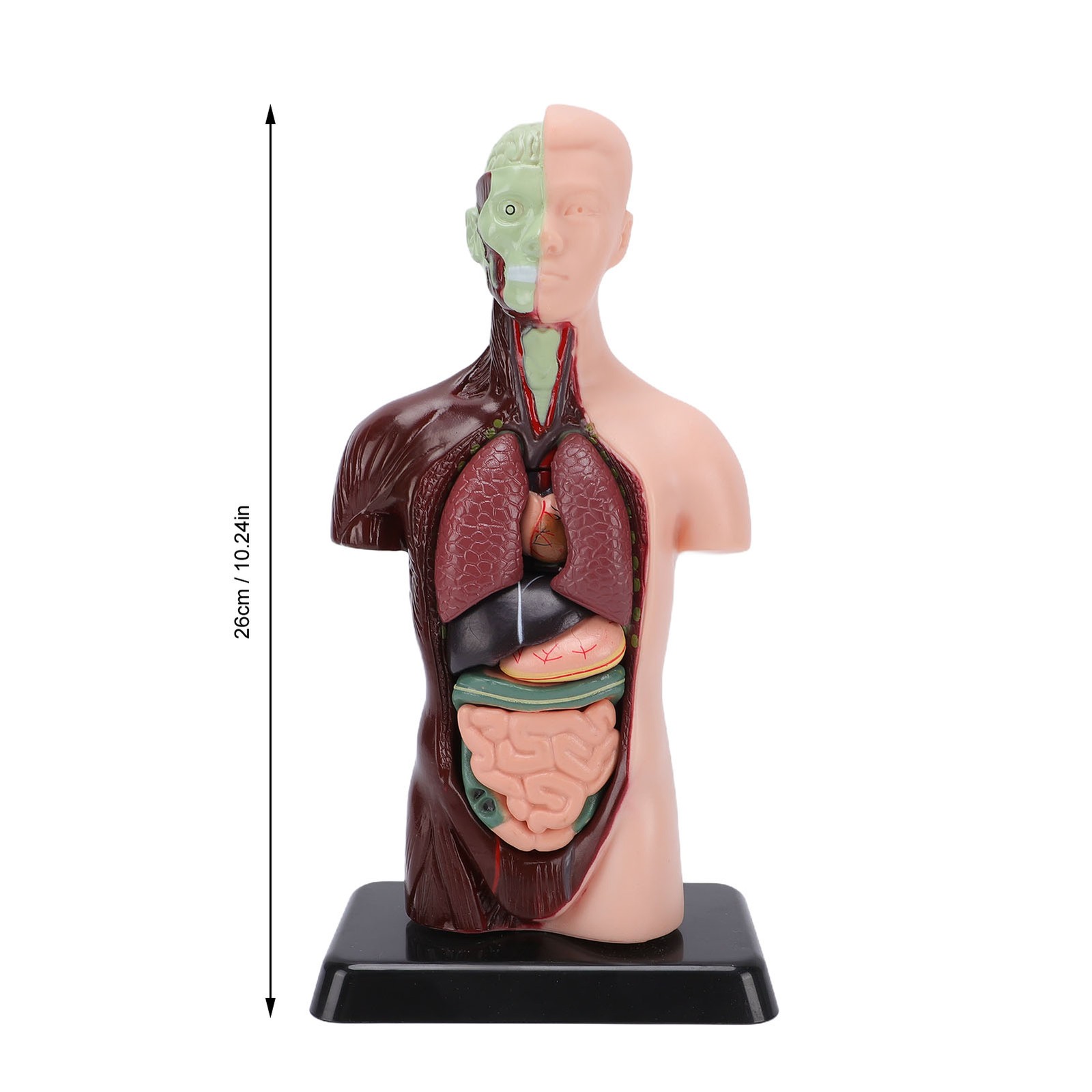 Interactive Human Body Model Organ Replica Education V1