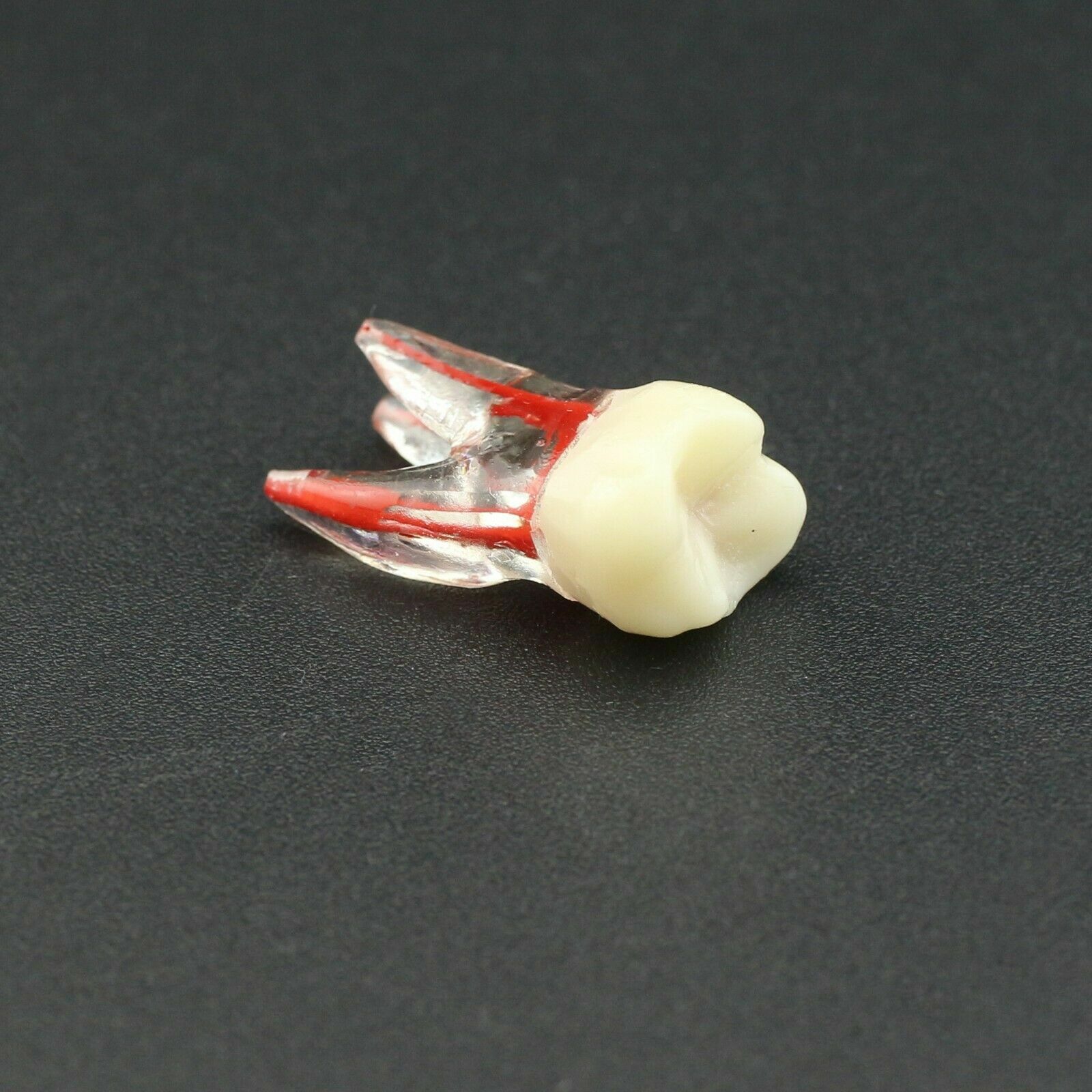 Dental Endo Root Canal Teeth Study Practice Model Fit for Kilgore Nissin