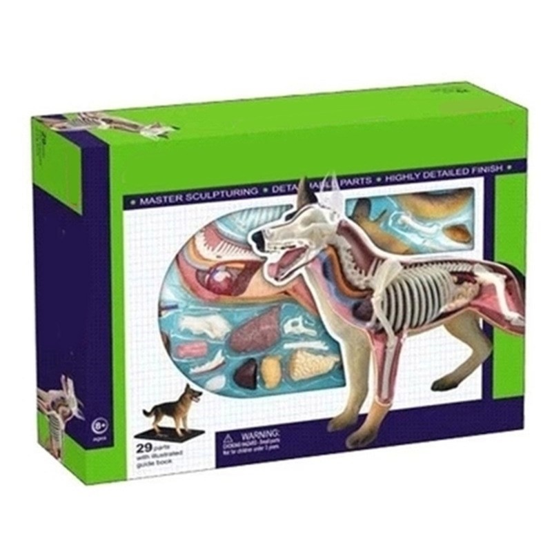 Realistic Dog Organ Anatomy Model Educational Model with Detachable Parts