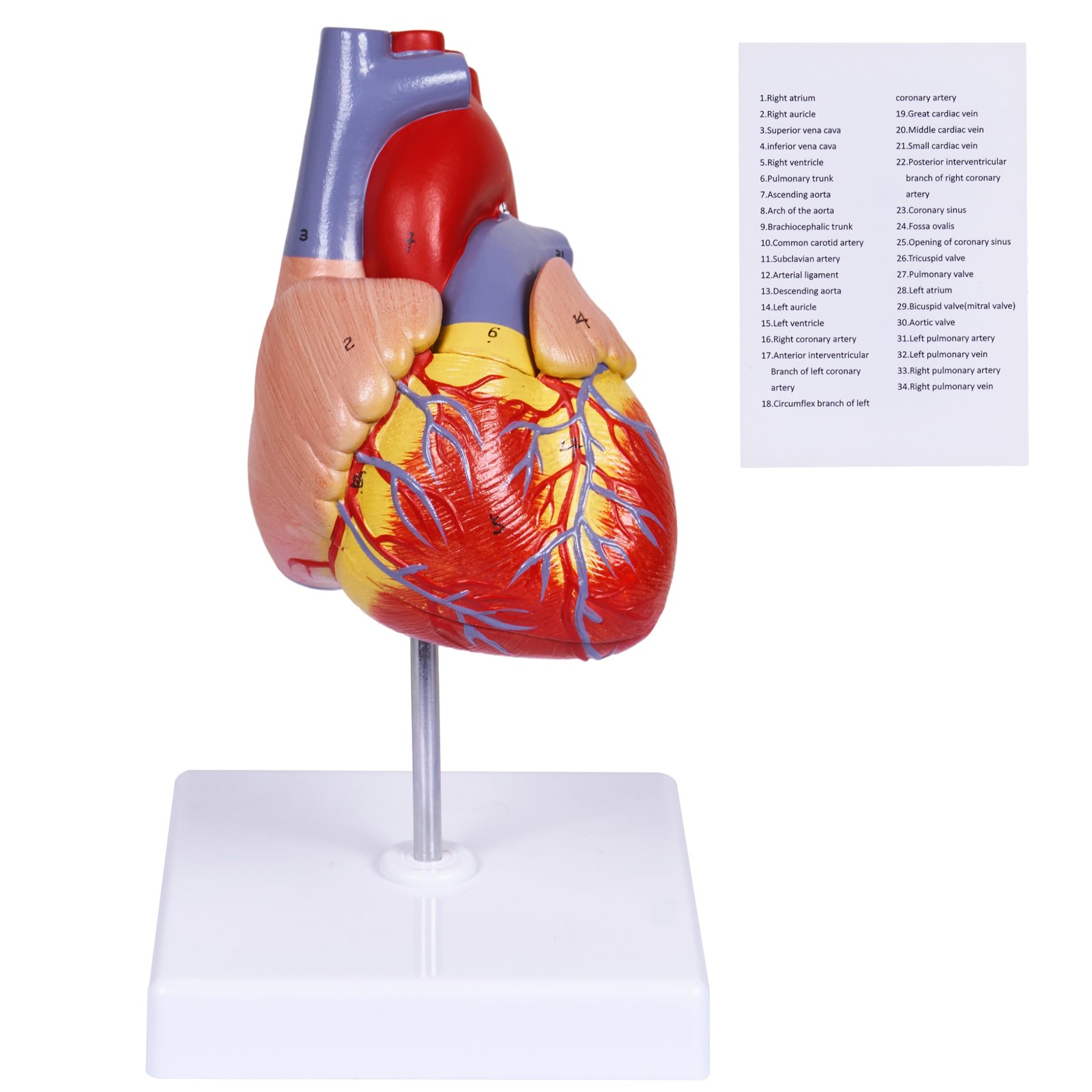 breesky Scientific Human Heart Model 2-Part Life Size Human Heart Replica Col…