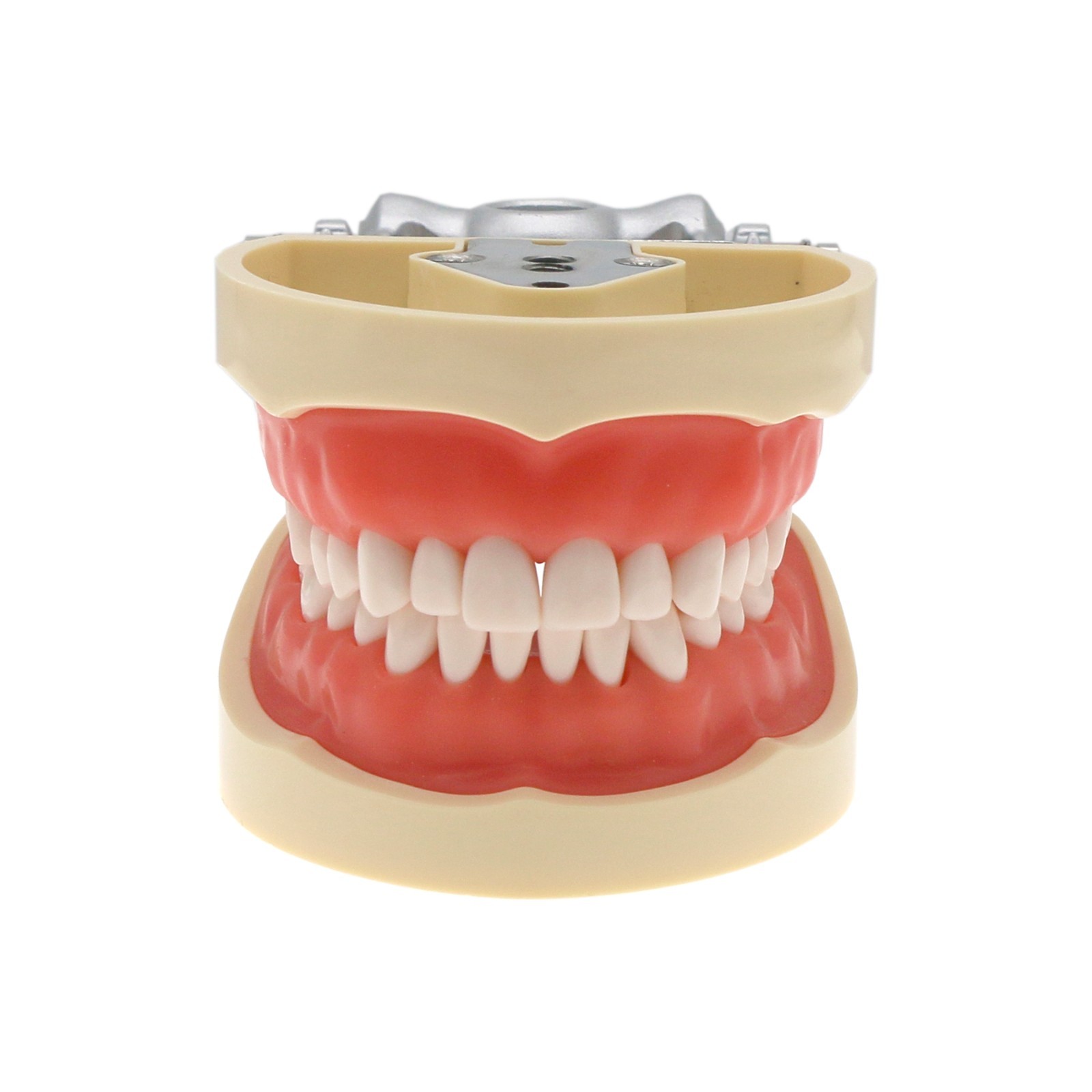 Kilgore Nissin 200 Type Dental Typodont 32Pcs Teeth Model Screw-in Replacement