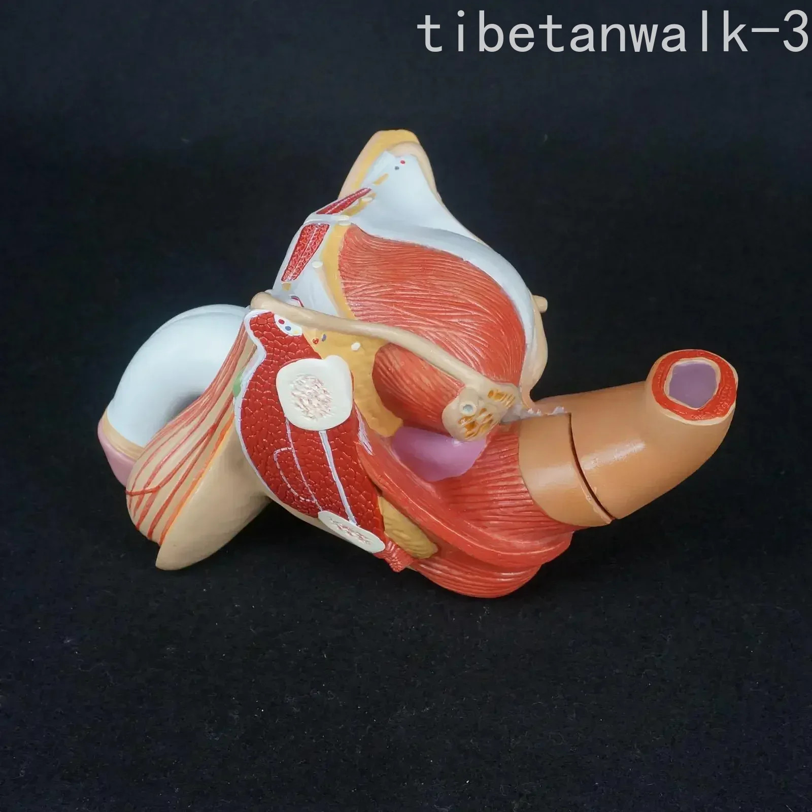 PVC Human Male Genital Penis Organ Anatomical Model Anatomy Model 4 Part