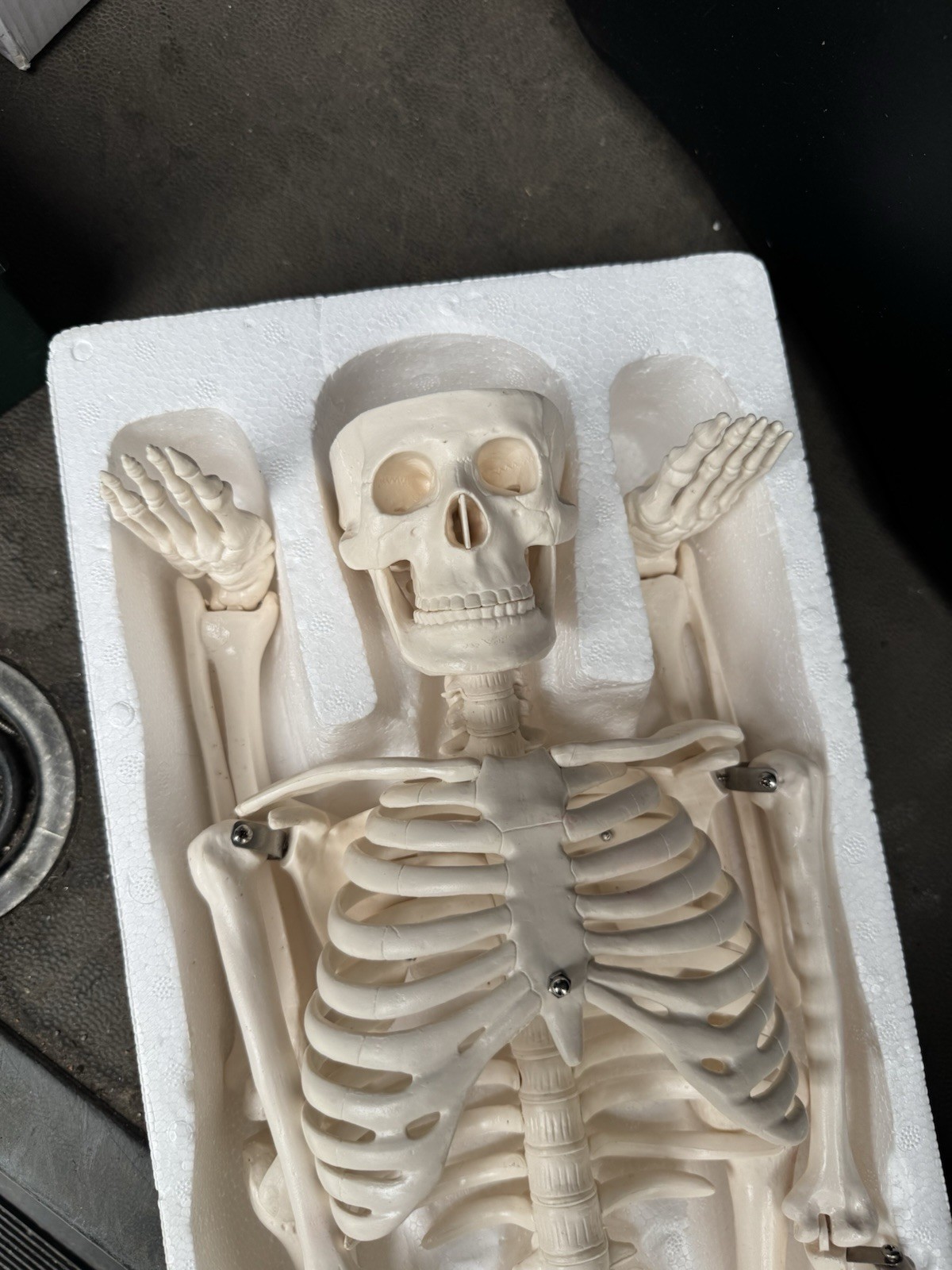 Human Skeleton Model Medical Anatomical Skeleton Life Size Anatomy Teaching