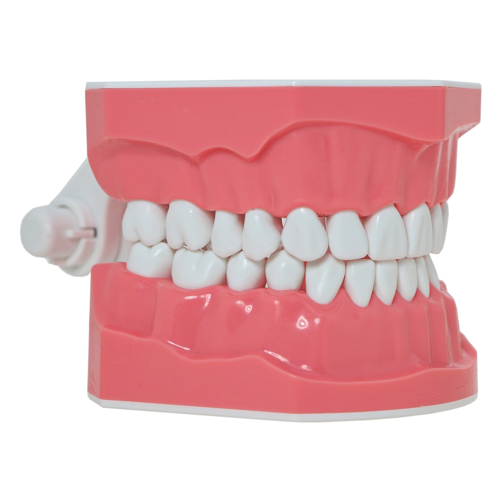 US Dental Typodont 1:1 Teeth Model with/without Orthodontic Brackets Brushing