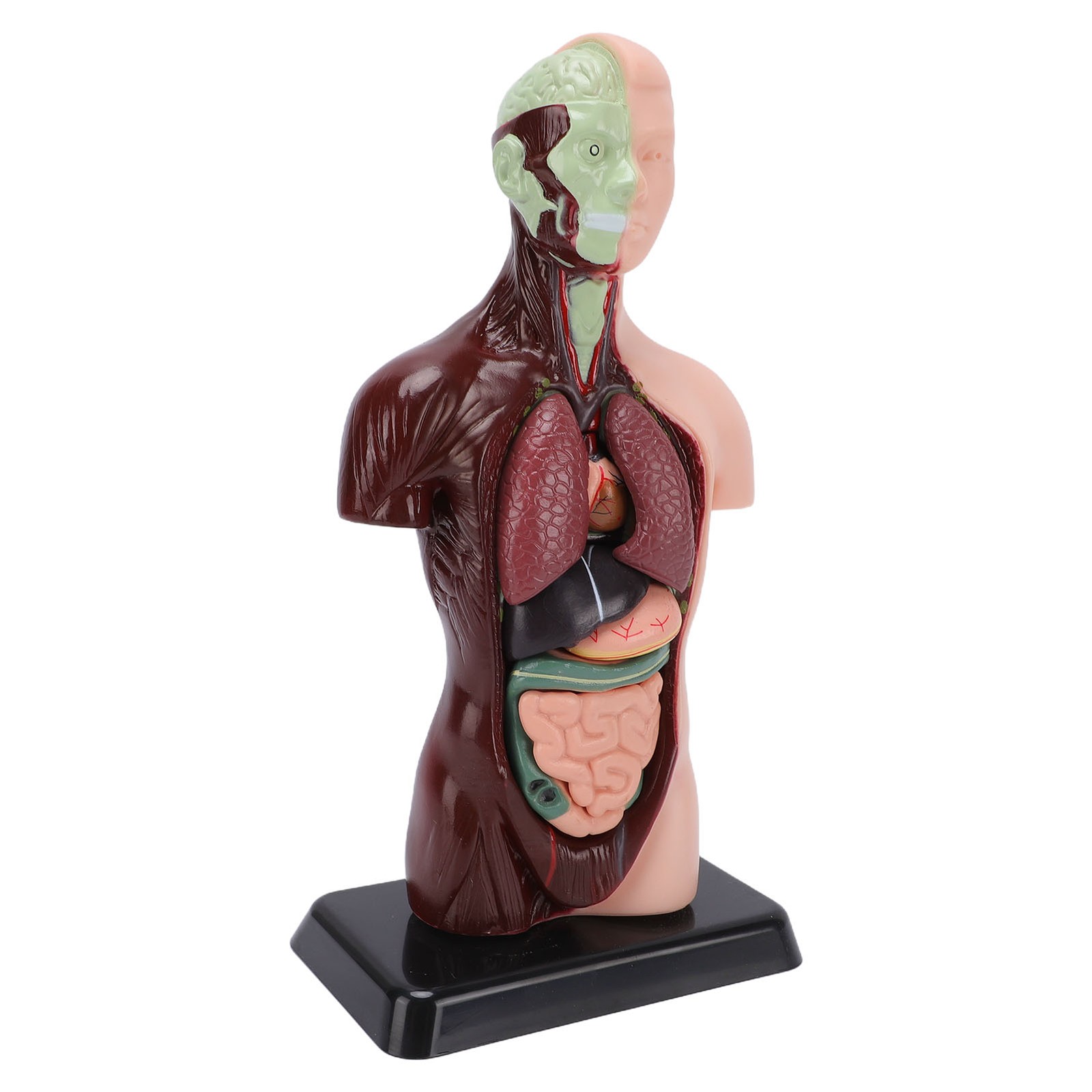 Interactive Human Body Model Organ Replica Education