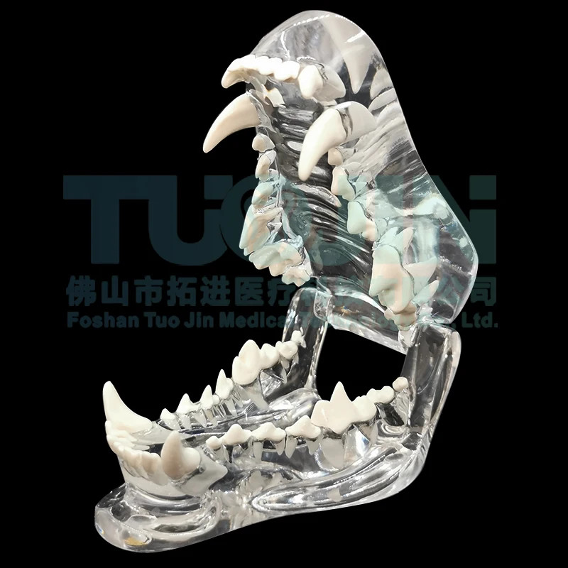 Transparent Dog Tooth Cat Teeth Model Dental Animals Teeth Of Dog Cat model