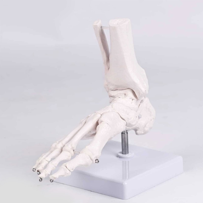 Human Foot Bone Model For Education Clinical Training And Patient Communication