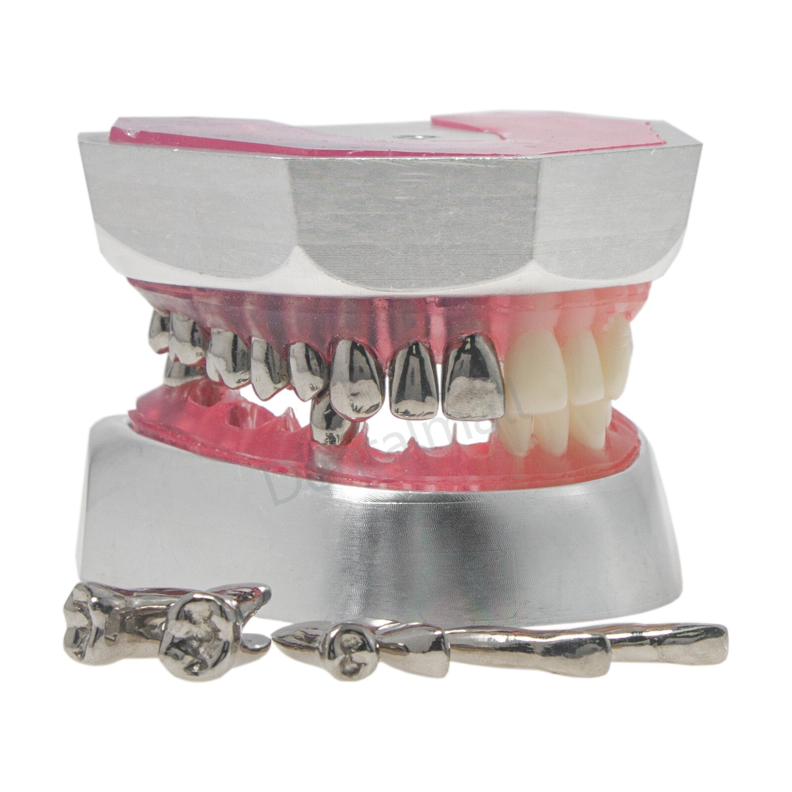 Dental Typodont Preparation Model 32 Detachable Metal Teeth for Training M8029