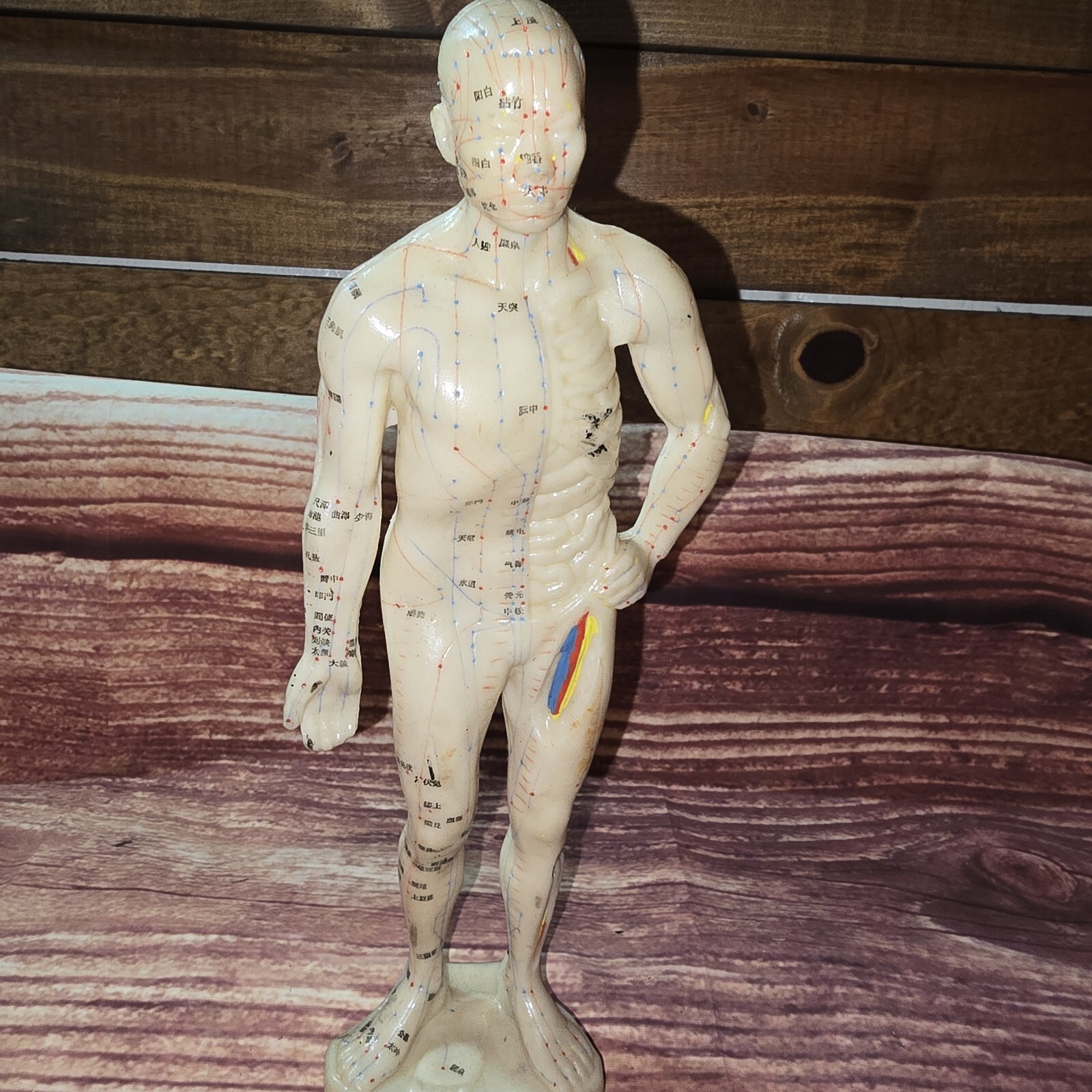 10″ human Chinese acupuncture model 26cm tall anatomical sculpture figurine New