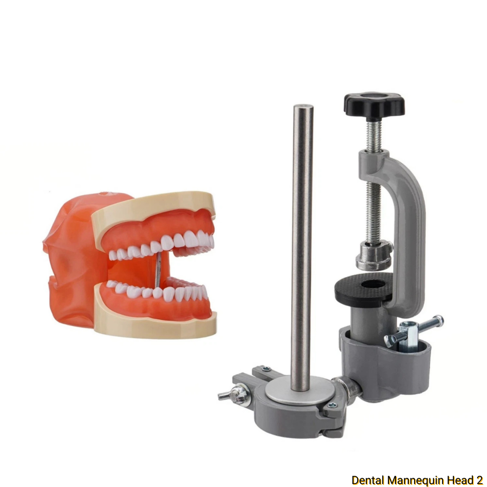 Dental Simulator Mannequin Head Teeth Model Typodont Model &Teeth Mount Pole New