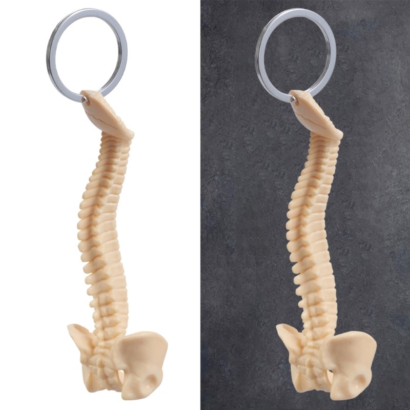 Small Anatomical Spine Keychain for Students Practical Anatomy Teaching Aid