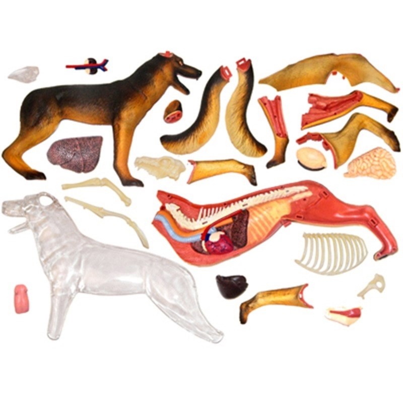 Realistic Dog Organ Anatomy Model Educational Model with Detachable Parts