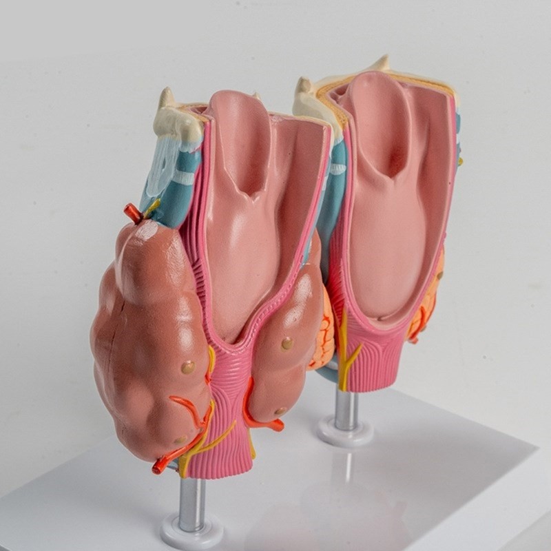Anatomical Auditory Organ Model with Removable Parts, for Lecture Report