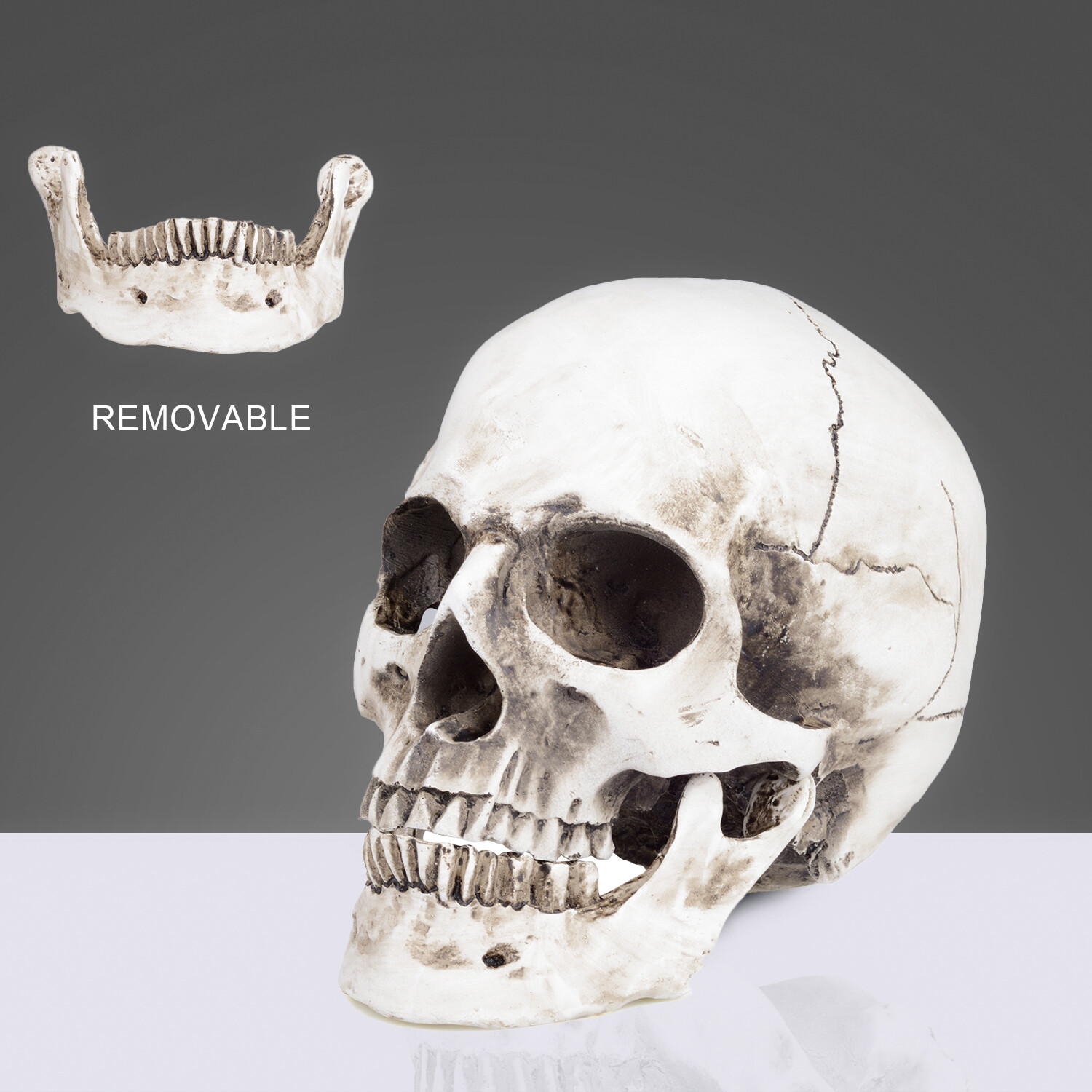 1:1 Retro HumanSkull Replica Resin Anatomical Model Removable Jaw/Chin Realistic