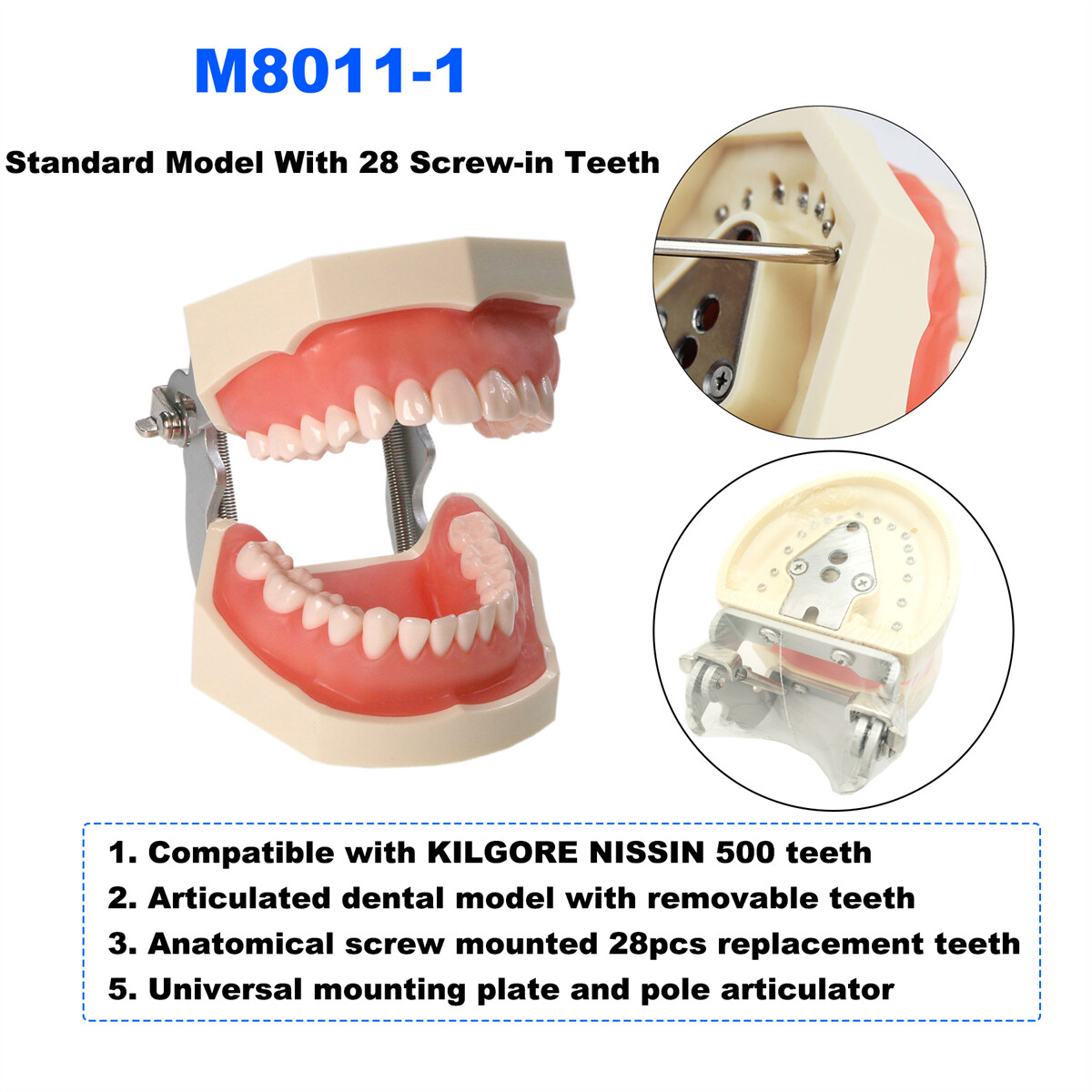 US Dental Teeth Model Ortho Implant Pathological Perio Practice Demo Study Model