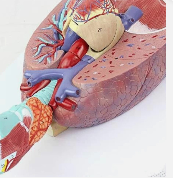 Human Lungs Model with Heart Anatomical Model 7 Parts Medical Teaching Lab