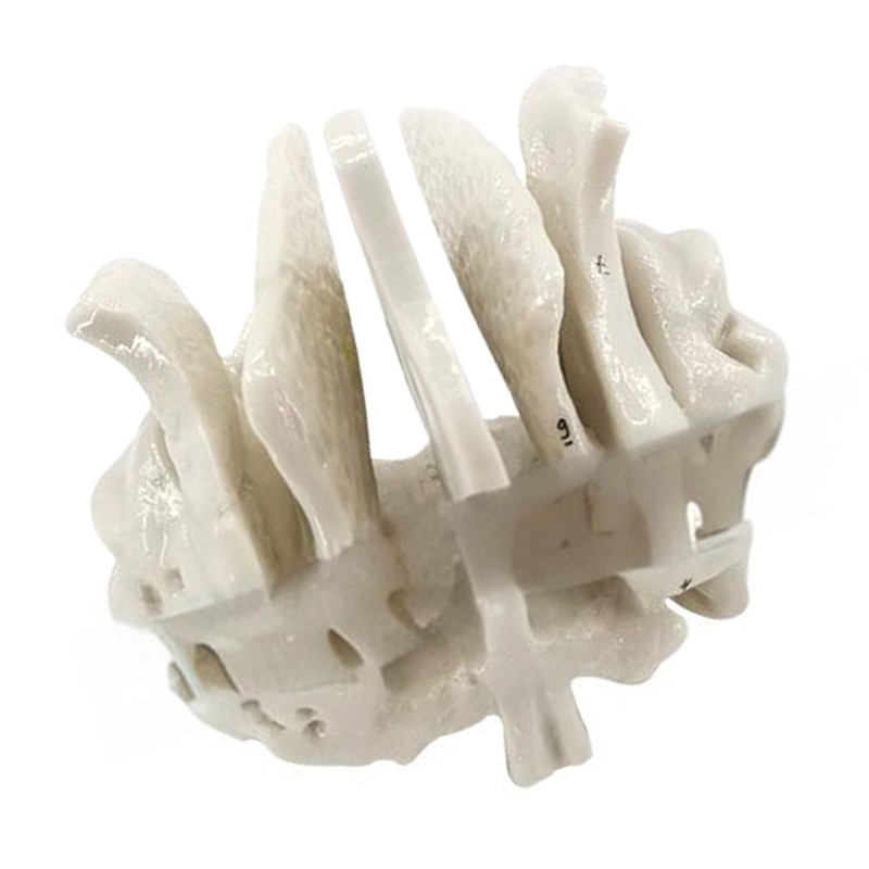 Practical Human Skeleton Model Temporal Bone Model Teaching Aid for Anatomy