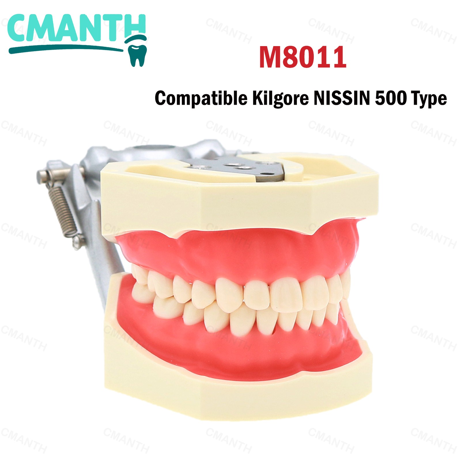 Dental Teeth Model Orthodontic Model Teaching Studying Implant Models Dental Lab