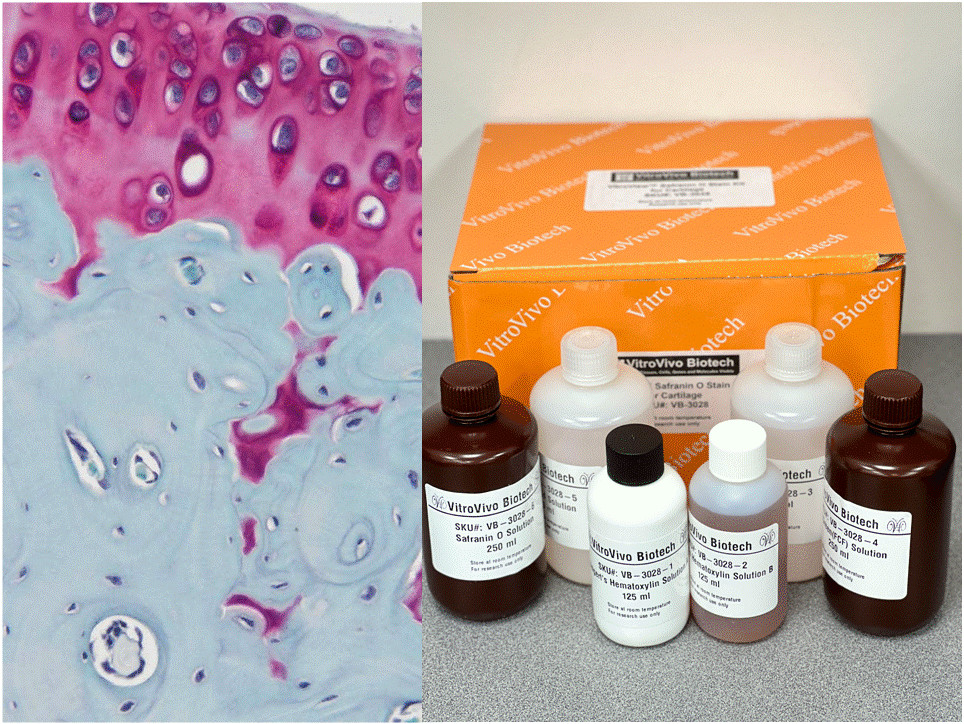 VitroView™ Safranin O Stain Kit for Cartilage (Cat# VB-3028)