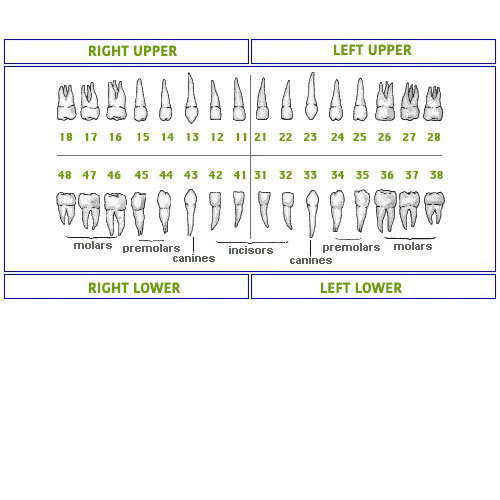 Dental Typodont Model 200 Teeth Set (32 teeth) compatible with Nissin Kilgore