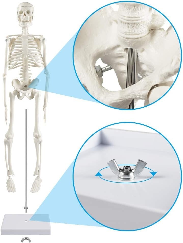 Educational 17 Inch Skeleton Model with Articulated Arms and Legs for Classrooms