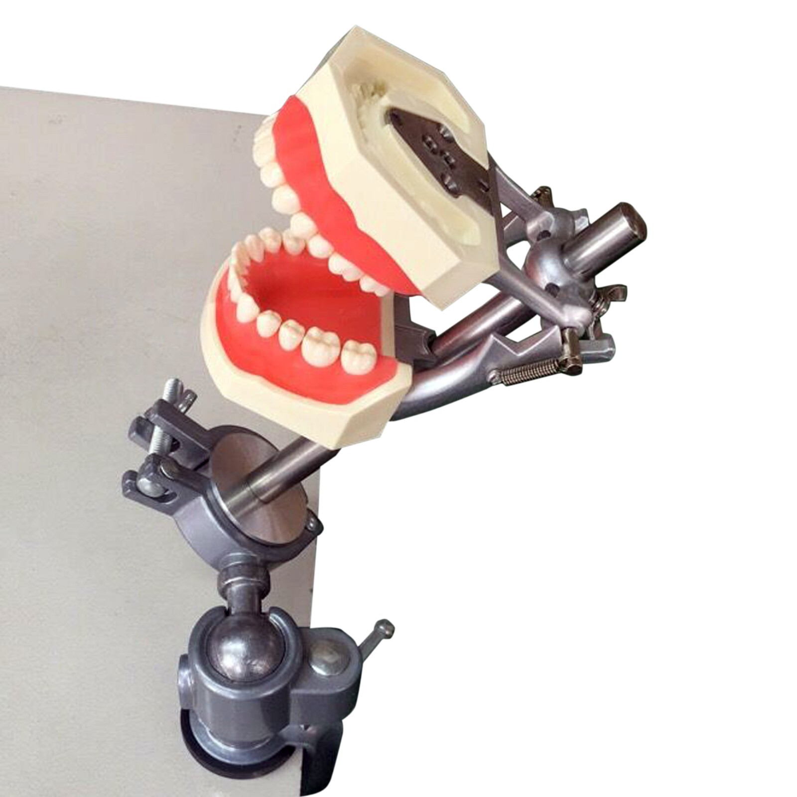 Dental Typodont Mounting Pole Model With 28pcs Removable Teeth Kilgore Nissin200