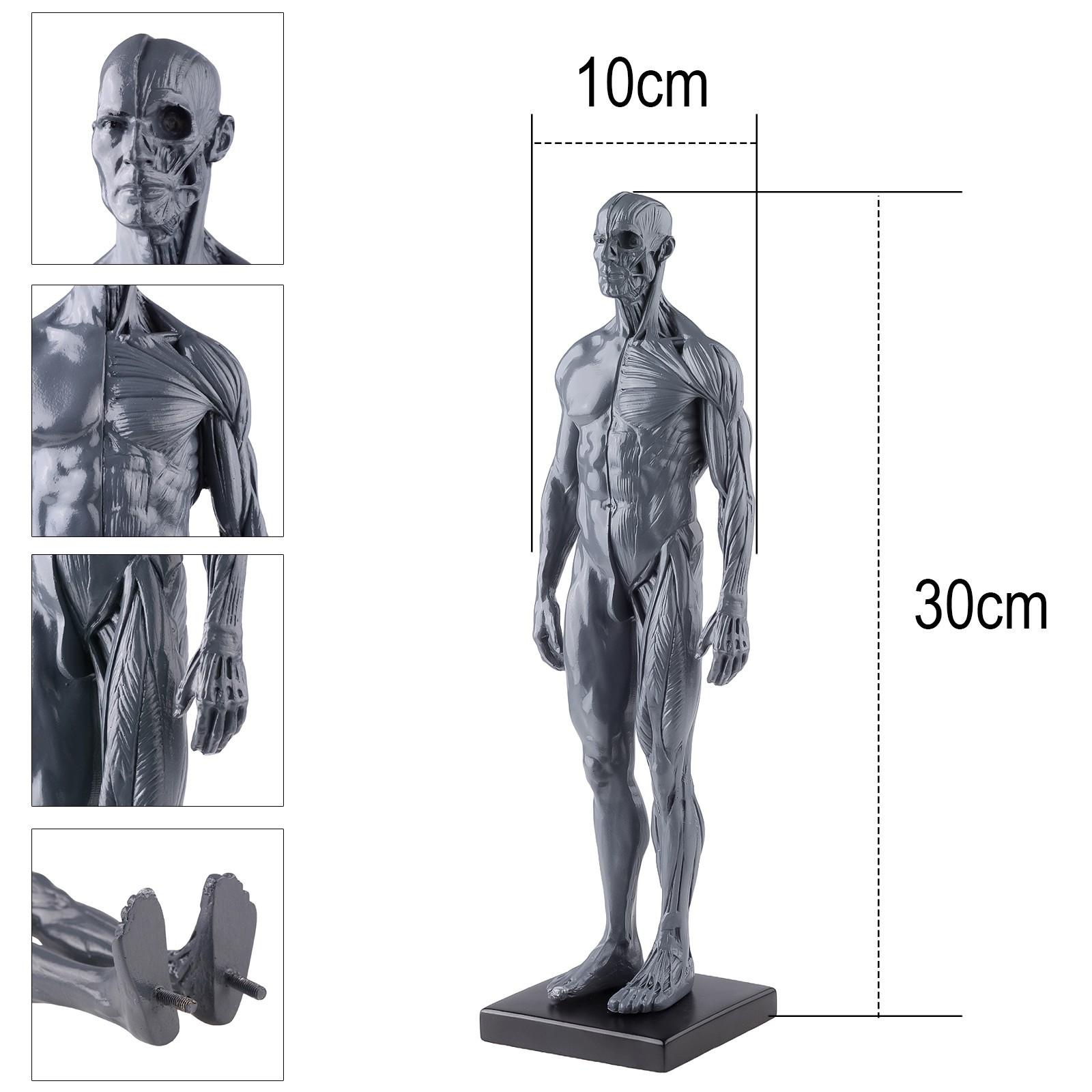 30cm Human Skeleton Anatomical Model Male＆Female Anatomy Skull Muscle Bone US