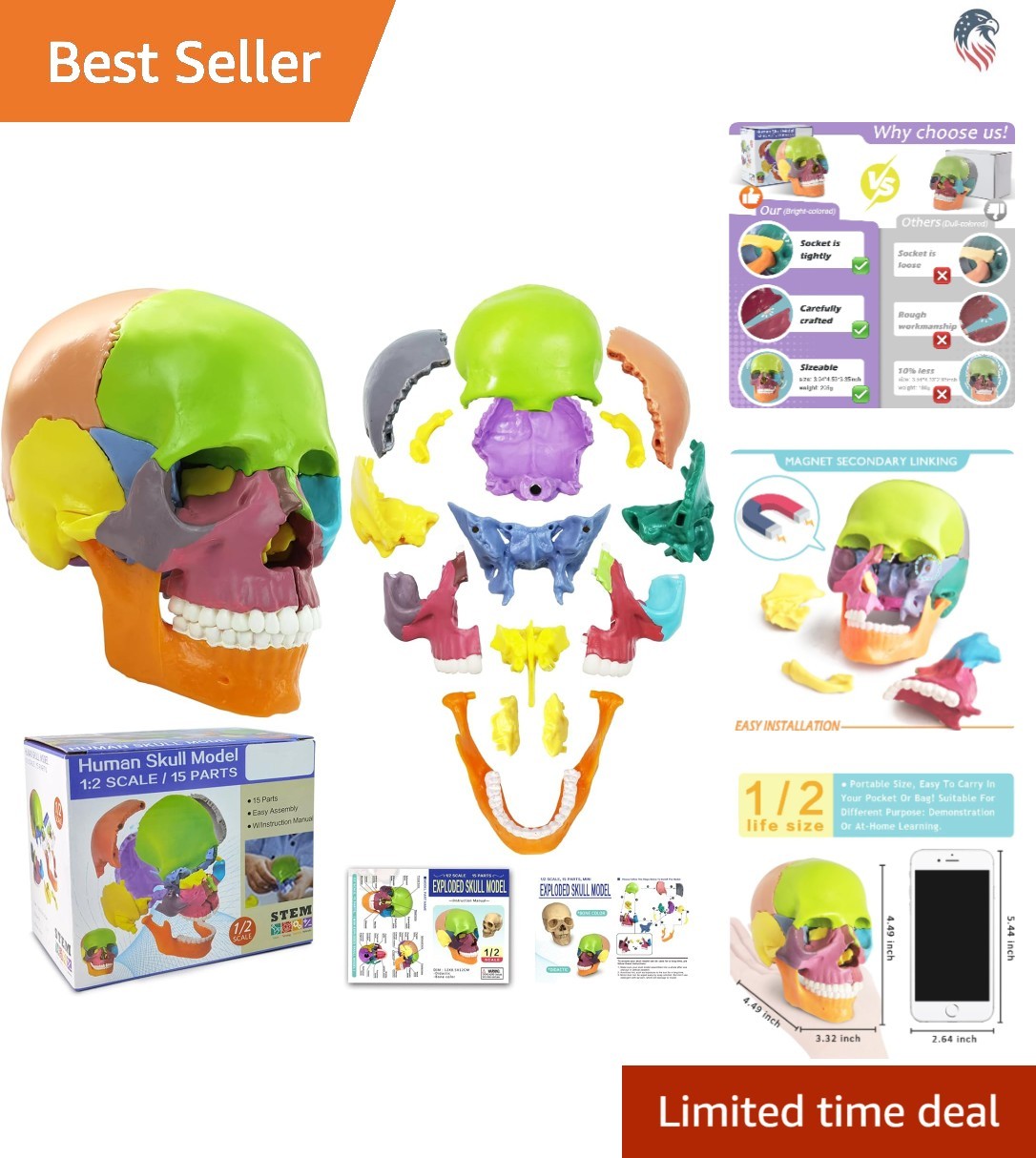 Compatible with Medical Student Anatomy Skull Model 15 Parts Detachable Colorful