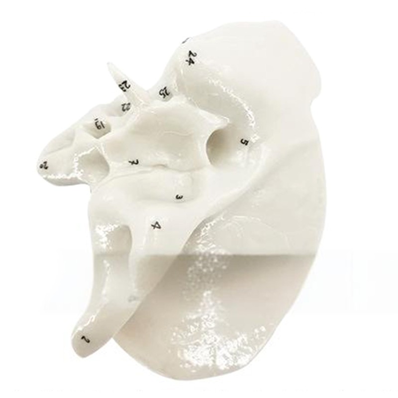 Practical Human Skeleton Model Temporal Bone Model Teaching Aid for Anatomy