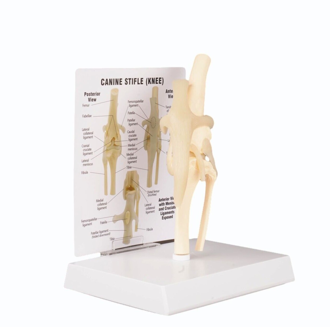 Dog Knee Joint Model Bone Animal Bone Specimen Veterinary Teaching Tools