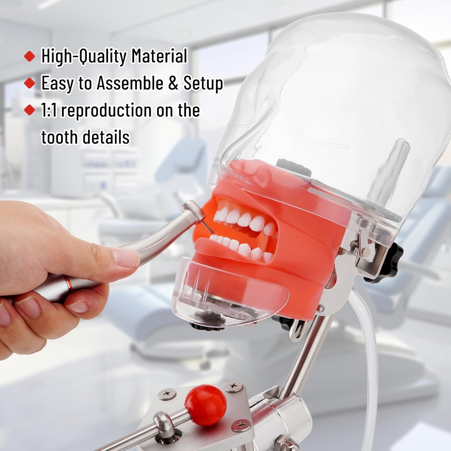Dental Simulator Manikin Phantom Head Model Dentist Teaching with 28Pcs Teeth US