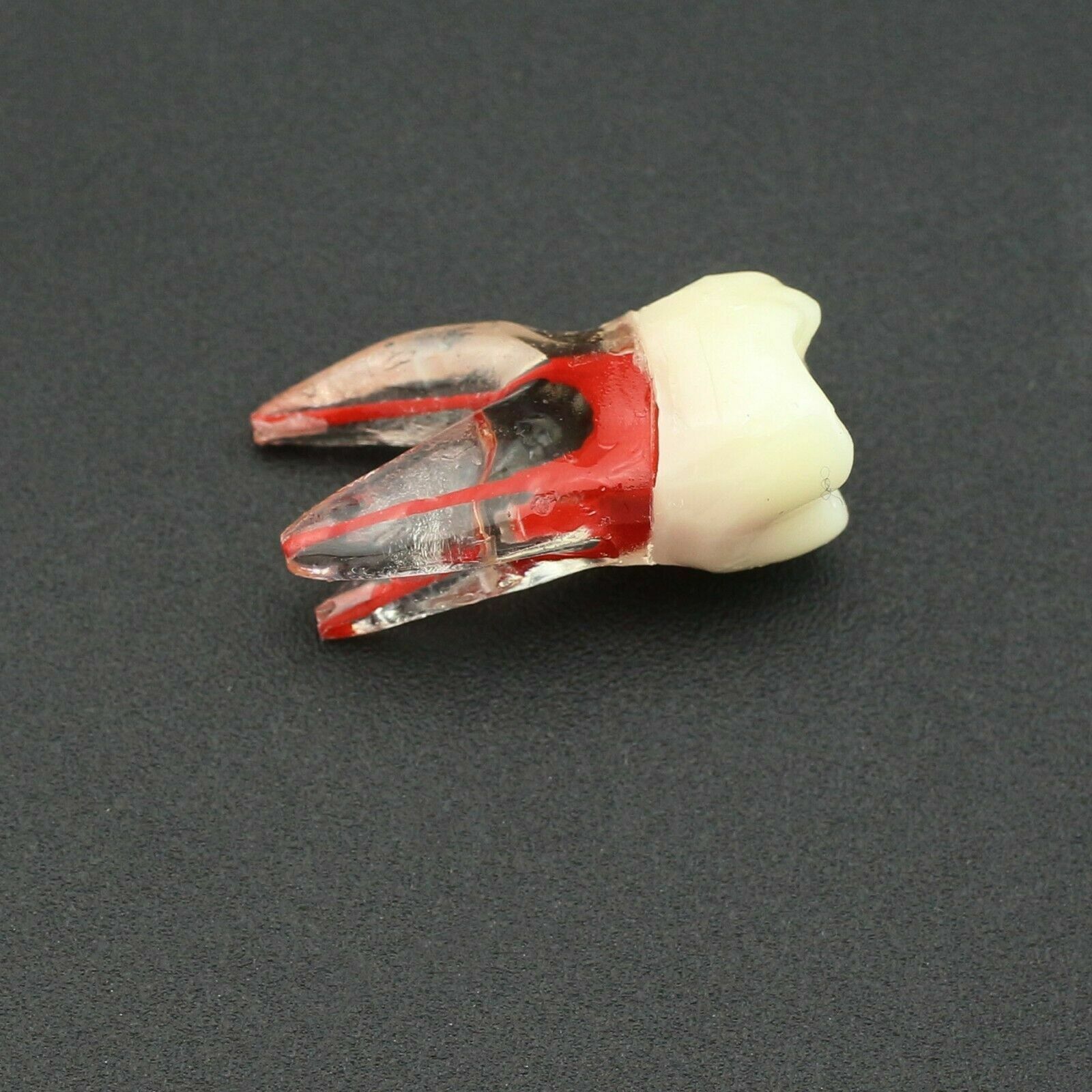 Dental Endo Root Canal Teeth Study Practice Model Fit for Kilgore Nissin