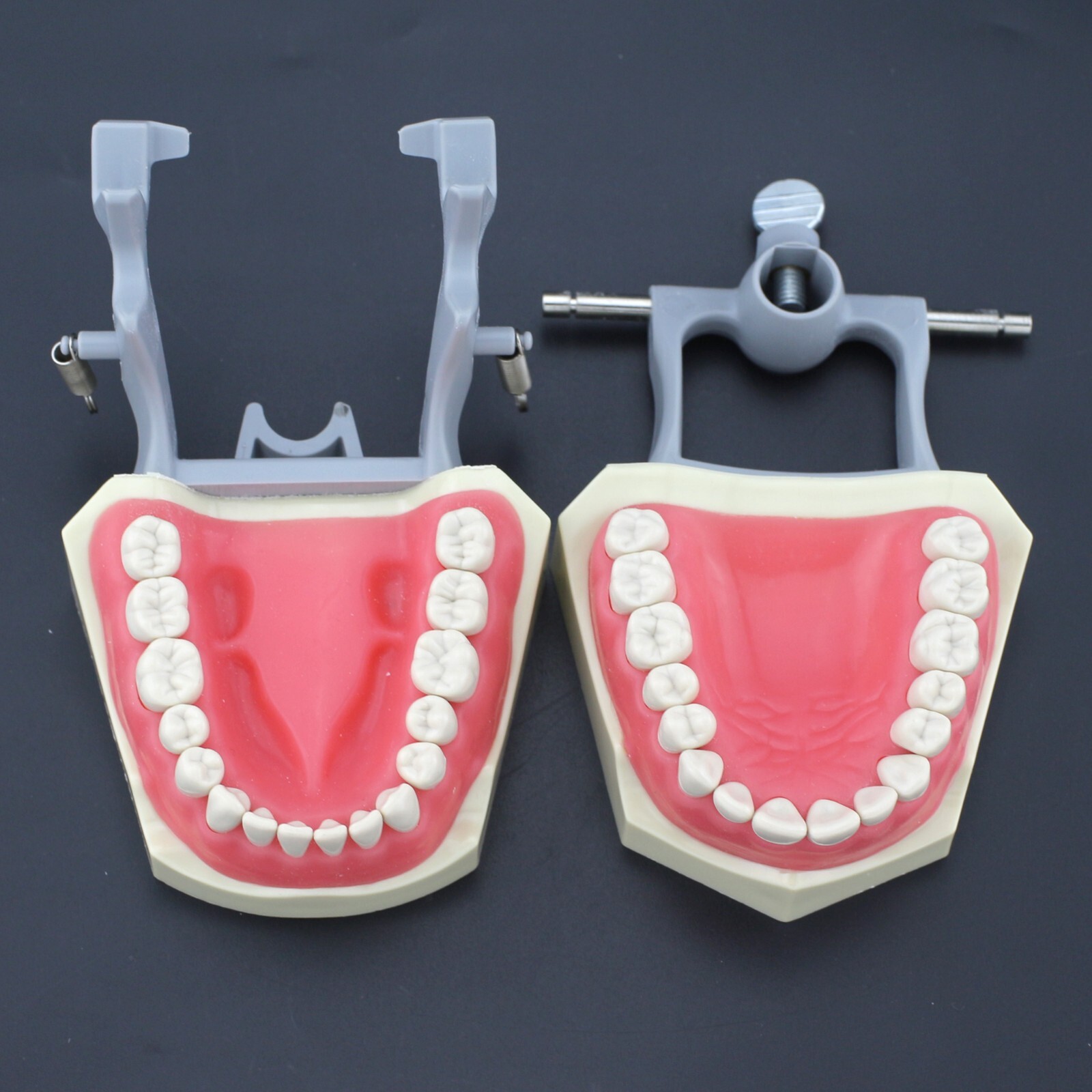 Dental Typodont Training Model Columbia Kilgore Nissin Mounting Pole 28 32 Teeth
