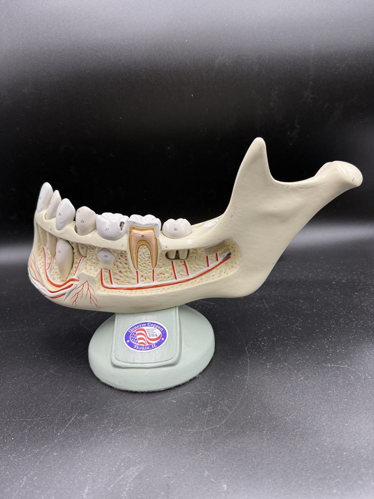 Denoyer Geppert Half Lower Jaw of Young Person, 3.5 times full-size 5 part Model