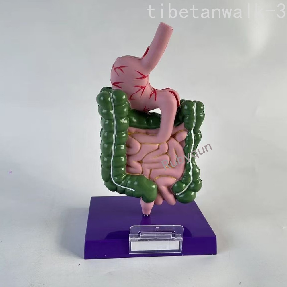 Human Digestive System Model Stomach Esophagus Stoh Large Small Intestine Ileum