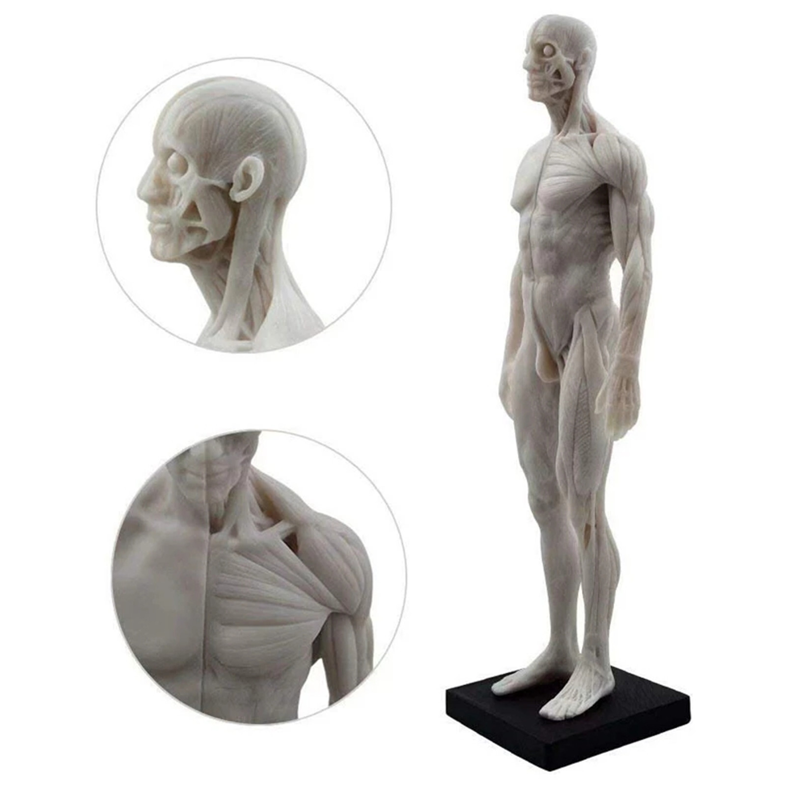 30cm Male Anatomy Figure Anatomical Model Artist Drawing Manikin Mannequin White