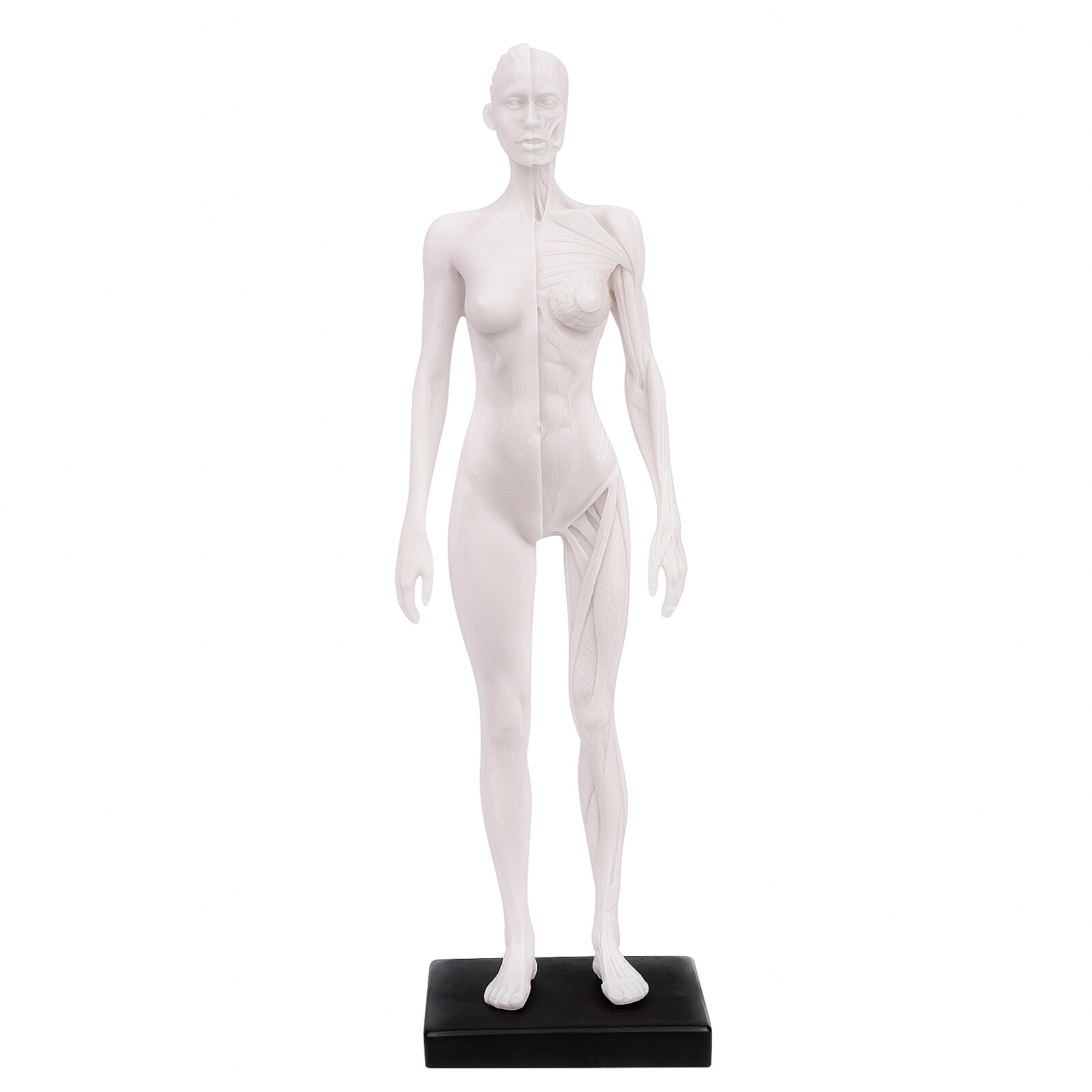 1:6 30cm Human Anatomy Skull Blood Sculpture Head Body Model Female White US