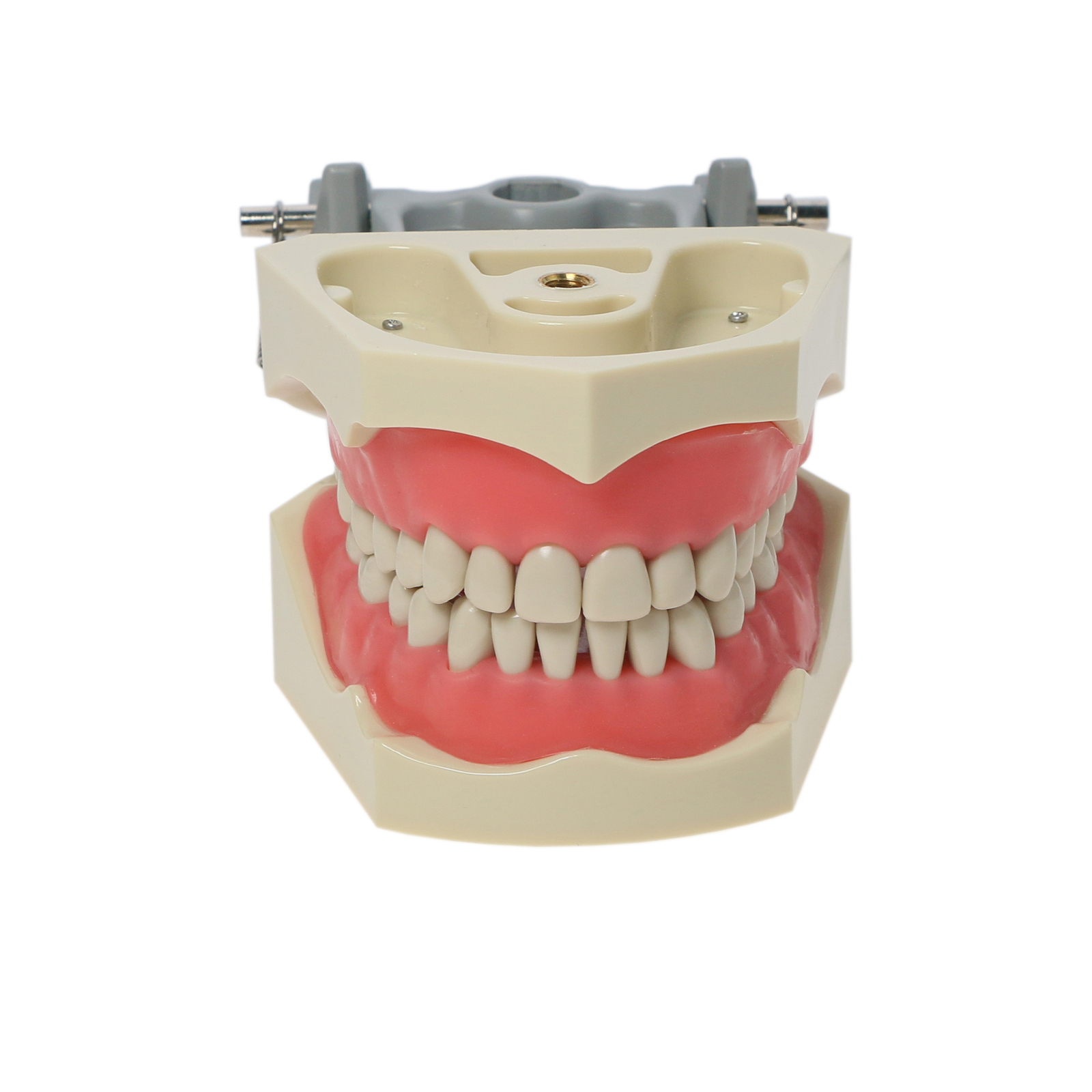 32pcs Columbia Dentoform Dental Typodont Model Removable Teeth Soft Gingiva Pole