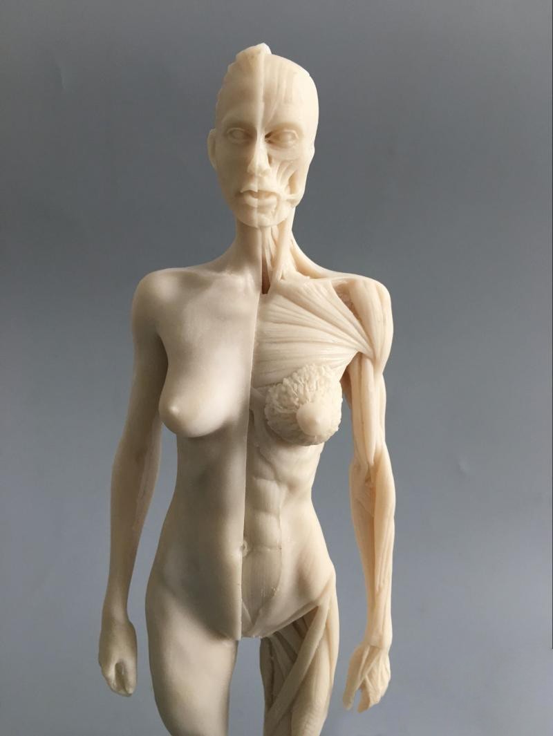 30cm Human Skeleton Anatomical Model Male＆Female Anatomy Skull Muscle Bone White