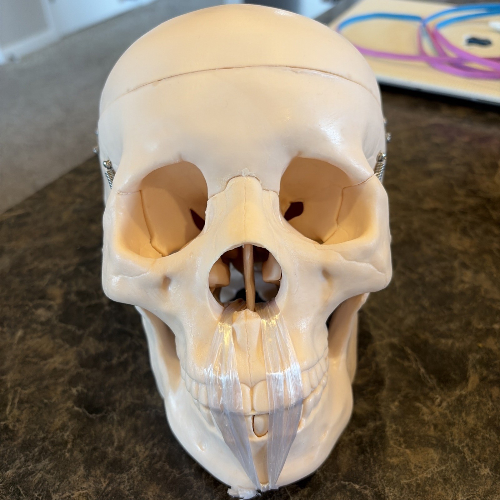 Medical Anatomical Skull Model – 1:1 Life Size Replica Anatomy Adult Human He…