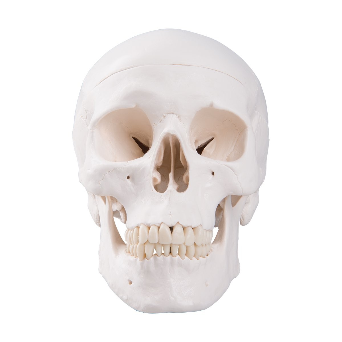 3B Scientific A20 Human Anatomy – Classic Skull Model with classique