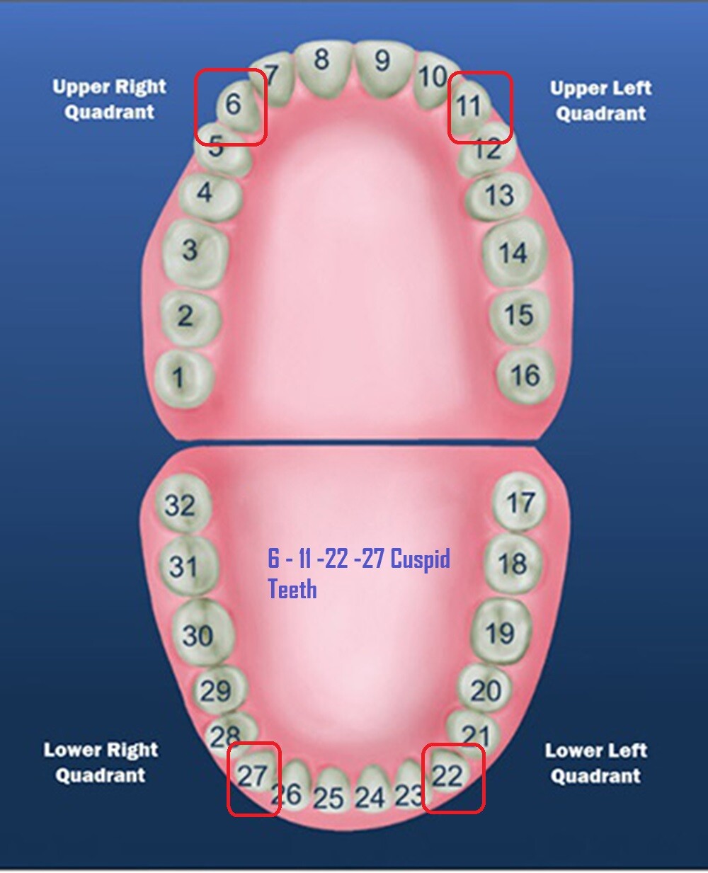Tooth #11 & #22 Tooth Upper or Lower Left Cuspid Polycarbonate Crowns Cap Refill