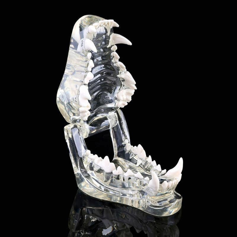 Dog Teeth pet dental model Transparent Anatomical Veterinary Canine Teaching